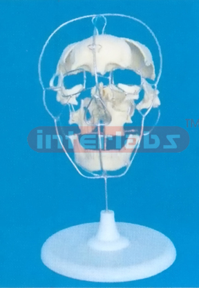 BIG ADULT BO NECOLOUR SKULL,ALL BONES SEPARATE (22 PCS)